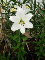 [4192 Tisento VZ No01.JPG]